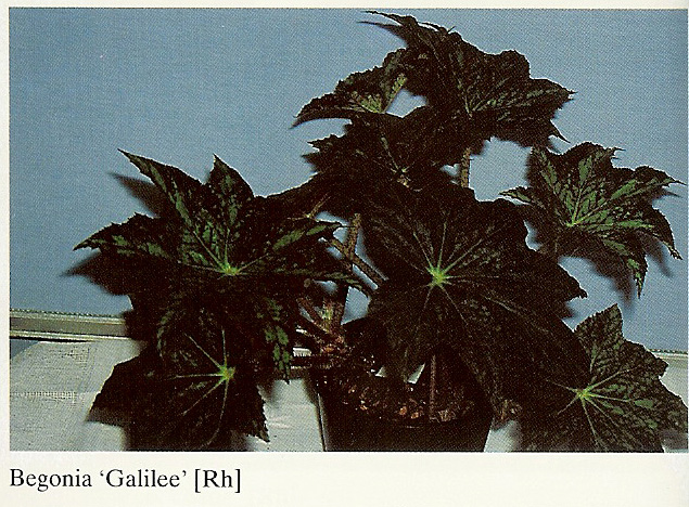 B. ‘Galilee’